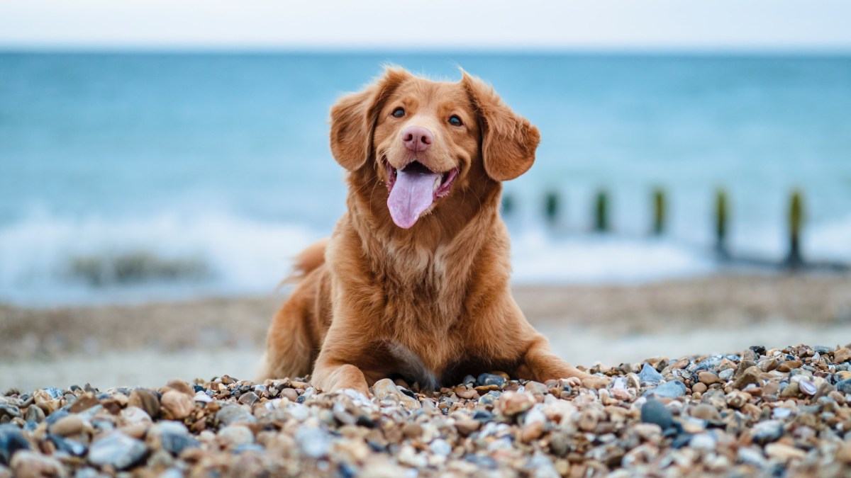 The Perfect Lives of our Animal&nbsp;Counterparts